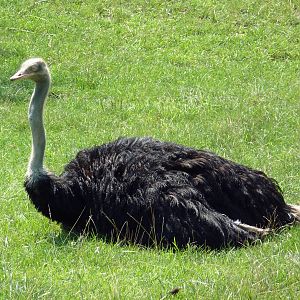 African Savanna - Ostrich