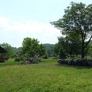 African Savanna - Slender-Horned Gazelle/Ostrich Exhibit