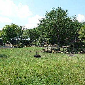 African Savanna - Slender-Horned Gazelle/Ostrich Exhibit