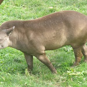 Tapir