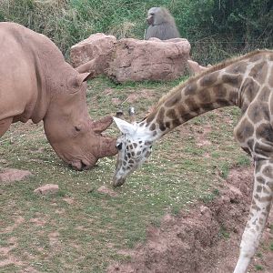 Rhino, giraffe and Hamadryas baboon