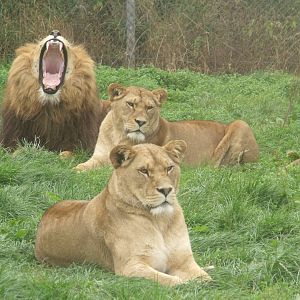 Lions