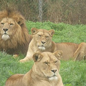 Lions