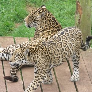Jaguars