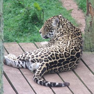 Male jaguar