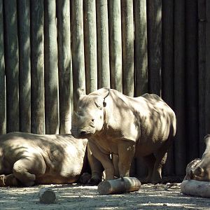 African Savanna - Black Rhinos