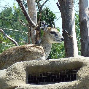 Historic Monkey Mountain - Klipspringer