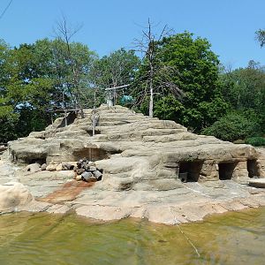 Historic Monkey Mountain - Colobus Monkey/Klipspringer/Rock Hyrax Exhibit