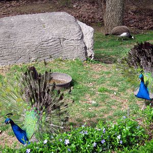 Common Peafowls