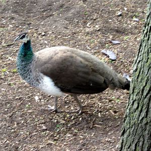 Common Peafowl
