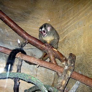 Lied Jungle-Night Monkey