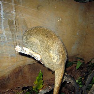 Lied Jungle-Night Monkey