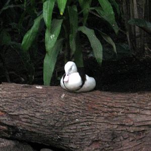 Lied Jungle-Radjah Shelduck