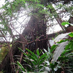 Lied Jungle-Kapok Tree