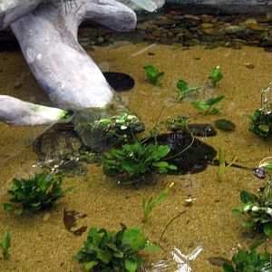 Lied Jungle-Freshwater Stingrays