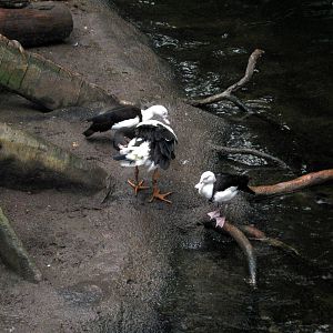 Lied Jungle-Radjah Shelducks