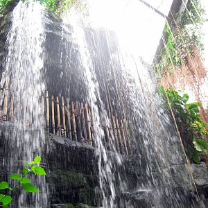 Lied Jungle-Waterfall