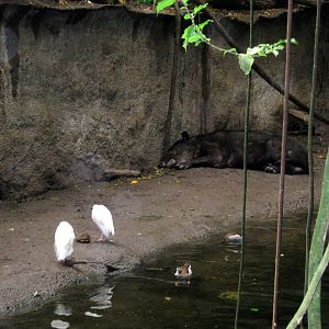 Lied Jungle-Cattle Egrets and Baird's Tapir