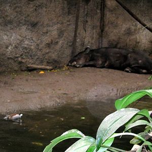 Lied Jungle-Baird's Tapir