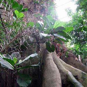 Lied Jungle-Kapok Tree