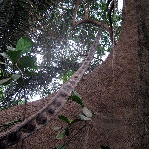 Lied Jungle-Kapok Tree