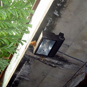 Lied Jungle-Golden Lion Tamarin