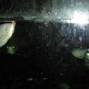 Lied Jungle-Kissing, Moonlight and Three-spot Gourami, and Asian Arowana