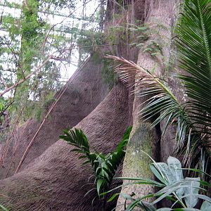 Lied Jungle-Kapok Tree