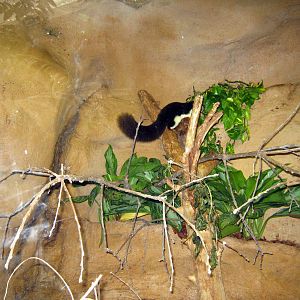 Lied Jungle-Prevost's Squirrel