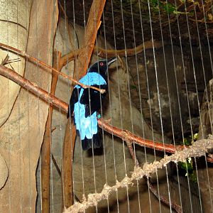 Lied Jungle-Fairy Bluebird
