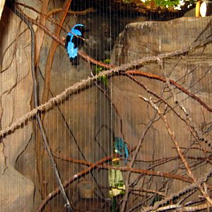 Lied Jungle-Fairy Bluebirds