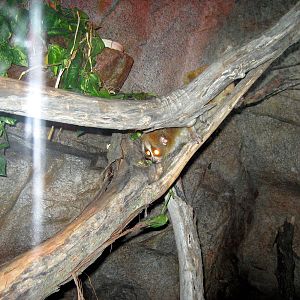 Lied Jungle-Slow Loris