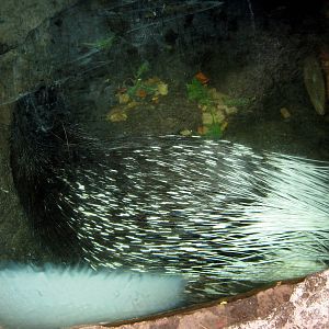 Lied Jungle-African Crested Porcupine