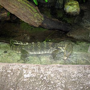 Lied Jungle-Water Monitor