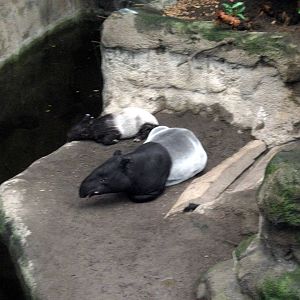 Lied Jungle-Malayan Tapirs