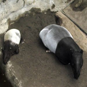 Lied Jungle-Malayan Tapirs