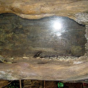 Lied Jungle-Python Exhibit