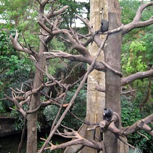 Lied Jungle-Blue Monkeys