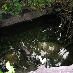 Lied Jungle-Pygmy Hippo Exhibit