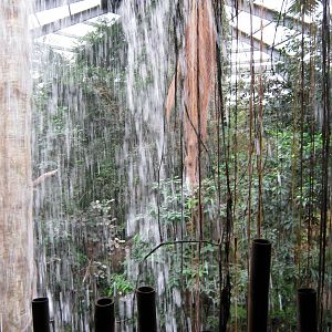 Lied Jungle-Waterfall