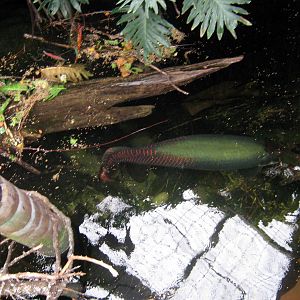 Lied Jungle-Arapaima