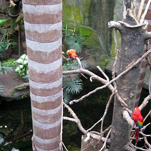 Lied Jungle-Scarlet Macaws