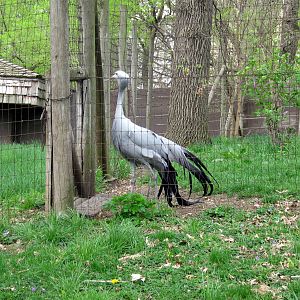 Hoofstock-Stanley Crane