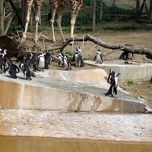 African Veldt-African Penguins