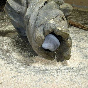 Giraffe Complex-Ratel