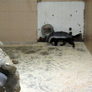 Giraffe Complex-Ratel