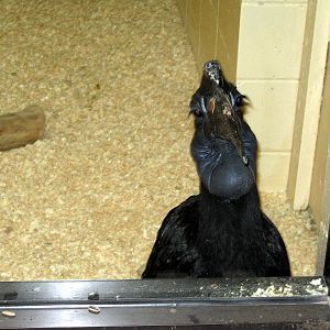 Giraffe Complex-Abyssian Ground Hornbill