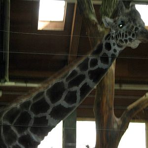 Giraffe Complex-Reticulated Giraffe