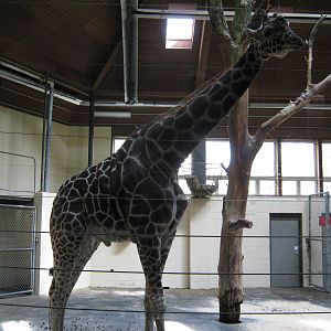 Giraffe Complex-Reticulated Giraffe