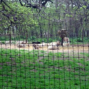 Giraffe Complex-Addax